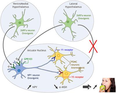 The Neuropeptide 26RFa (QRFP) and Its Role in the Regulation of Energy Homeostasis: A Mini-Review